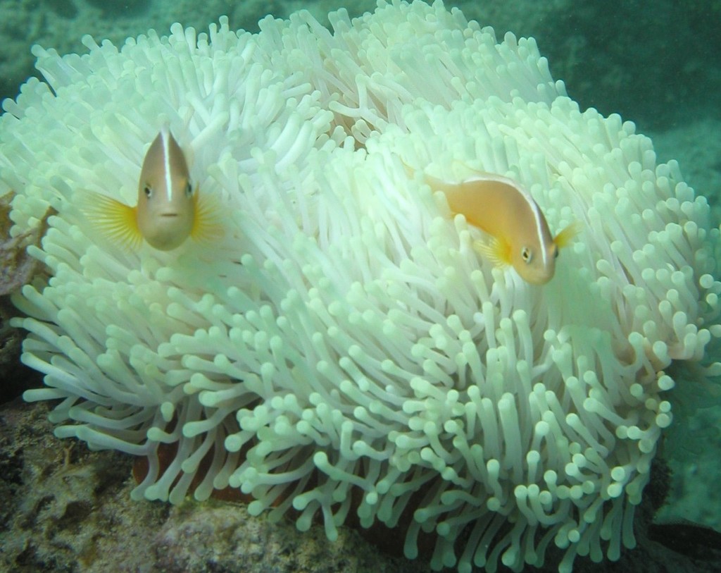 Anemone fish in a bleached anemone © ARC Centre of Excellence Coral Reef Studies http://www.coralcoe.org.au/
